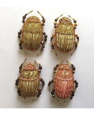 Broche Scarabée