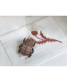 Broche Scarabée