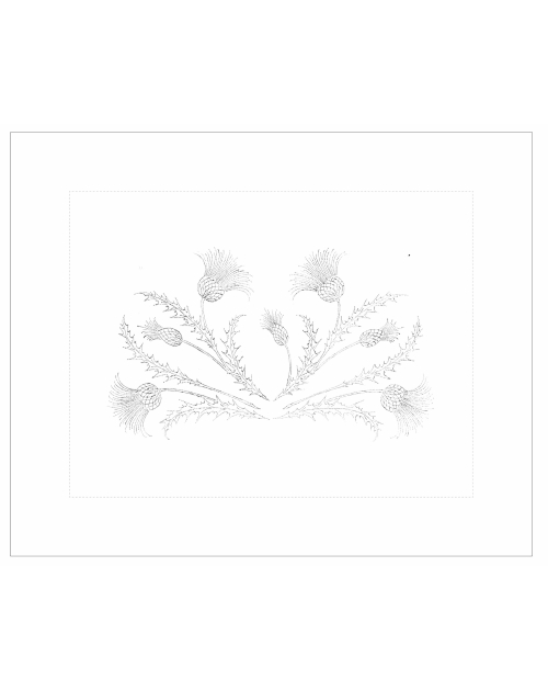 Taie de coussin à broder "Chardons"