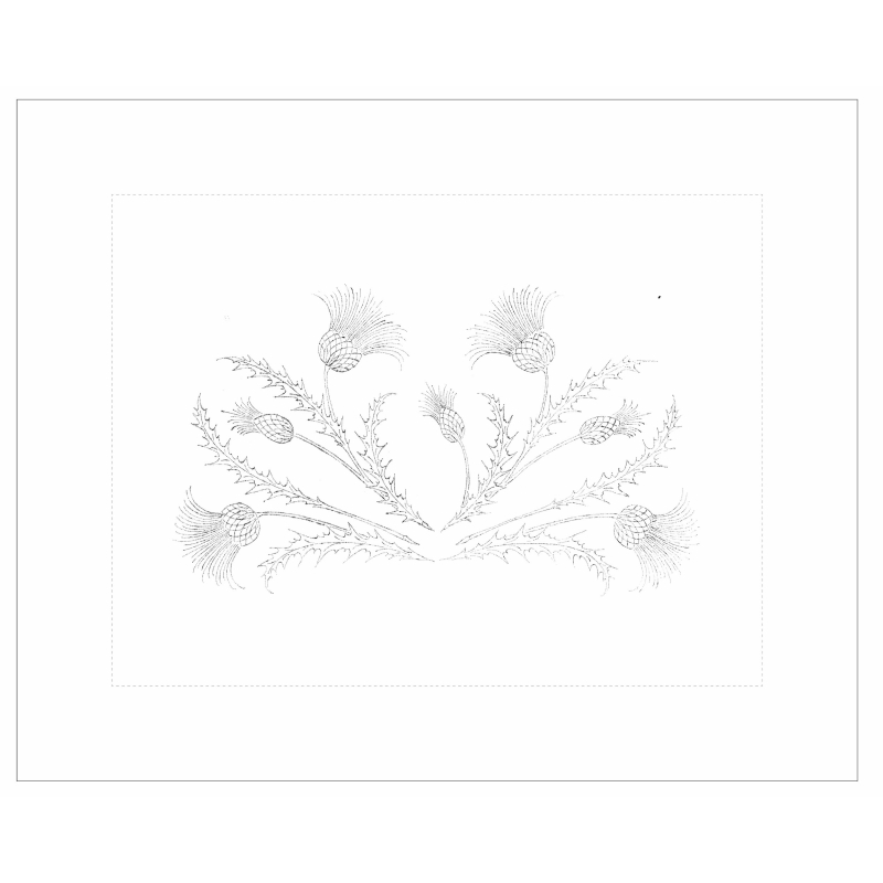 Taie de coussin à broder "Chardons"