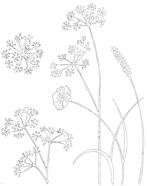 Nappe à broder "Prairie fleurie"