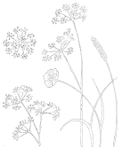 "Prairie fleurie" tablecloth pattern