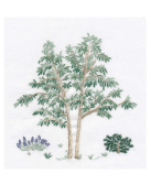 Taie de coussin à broder "Eucalyptus"
